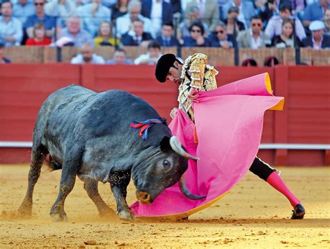 Discover Spain's Most Powerful Bullfighting Horse Breeds - A Must-Read Guide for Bullfighting Enthusiasts!